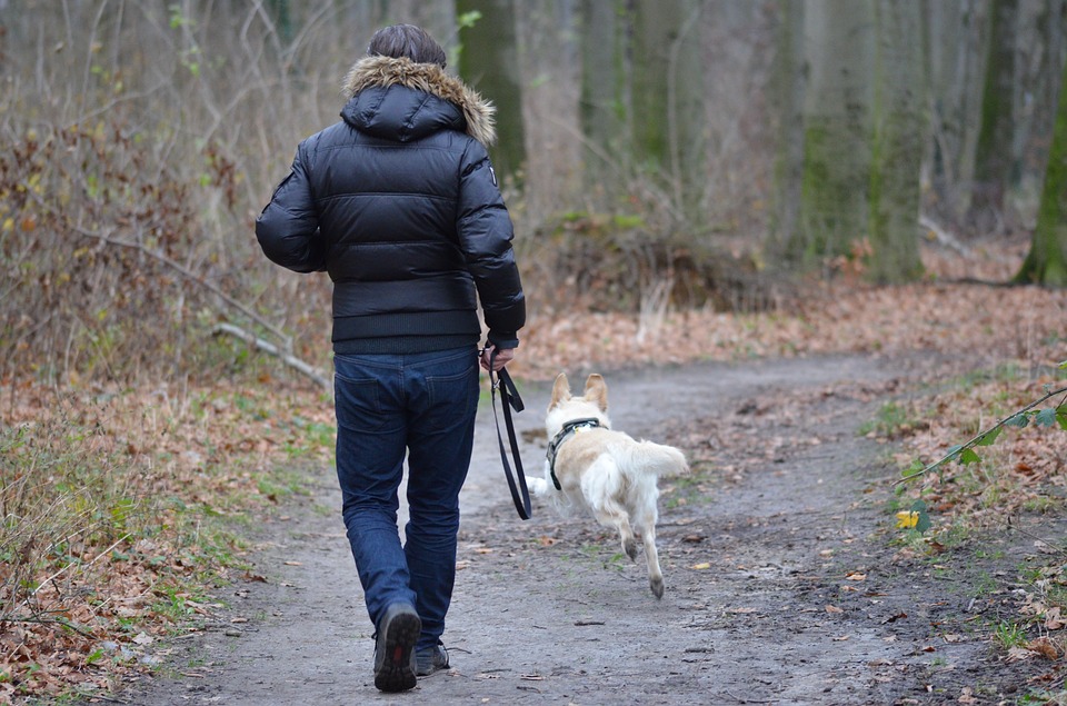 Lire la suite à propos de l’article Pourquoi la balade journalière est si importante pour un chien ?