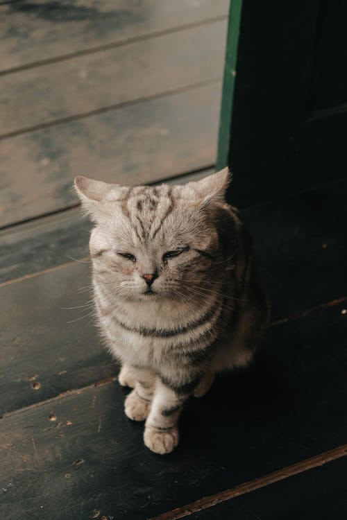 You are currently viewing Le chat : que lui donner pour une alimentation équilibrée ?