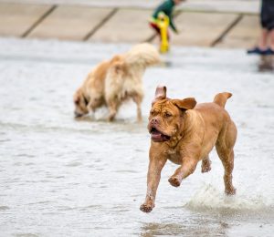 Lire la suite à propos de l’article Que faire pour que votre chien n’ait pas de puces ?