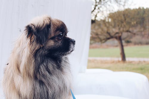 Lire la suite à propos de l’article Quelles sont les conditions de réussite lors du dressage d’un chien ?