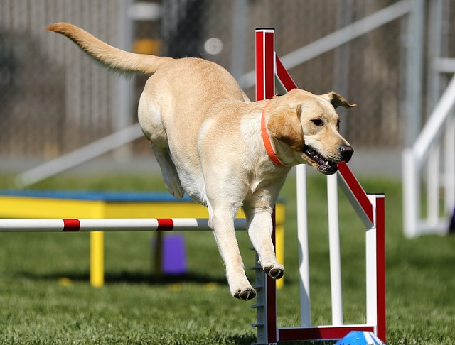 You are currently viewing Quels critères pour participer au concours canin ?