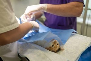 Lire la suite à propos de l’article Les matériels vétérinaires pour traiter les chiens et chats : que faut-il savoir ?