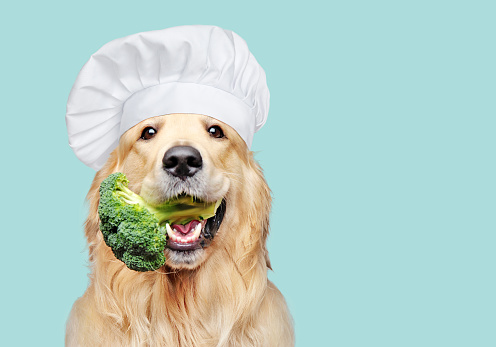 Lire la suite à propos de l’article Une bonne alimentation pour un chien en pleine santé