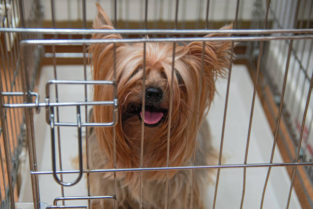 Lire la suite à propos de l’article Cage pour chien, un accessoire indispensable