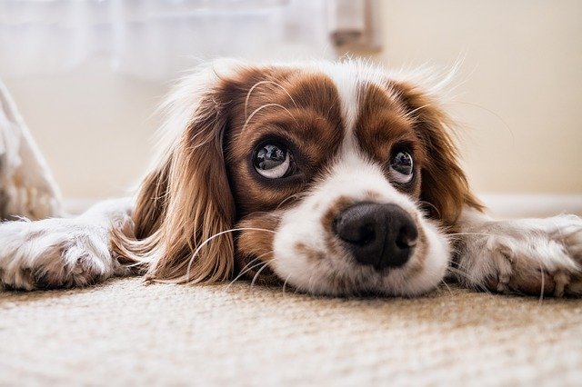 Lire la suite à propos de l’article Comment prendre soin de ses chiots ?