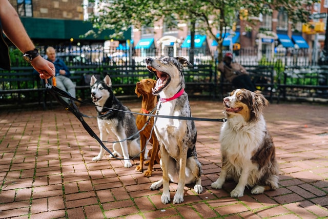 Lire la suite à propos de l’article Pourquoi est-il important de dresser son chien ?