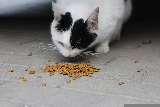 You are currently viewing Conseils pour choisir les meilleures croquettes pour chats