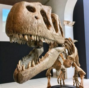 Lire la suite à propos de l’article 7 cousins et cousines vivants de dinosaures