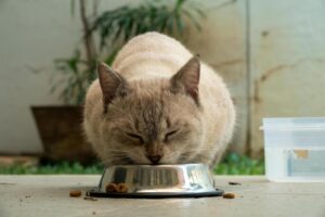 Lire la suite à propos de l’article Croquettes ou pâtées : quel type d’alimentation est le plus adapté pour votre chat ?
