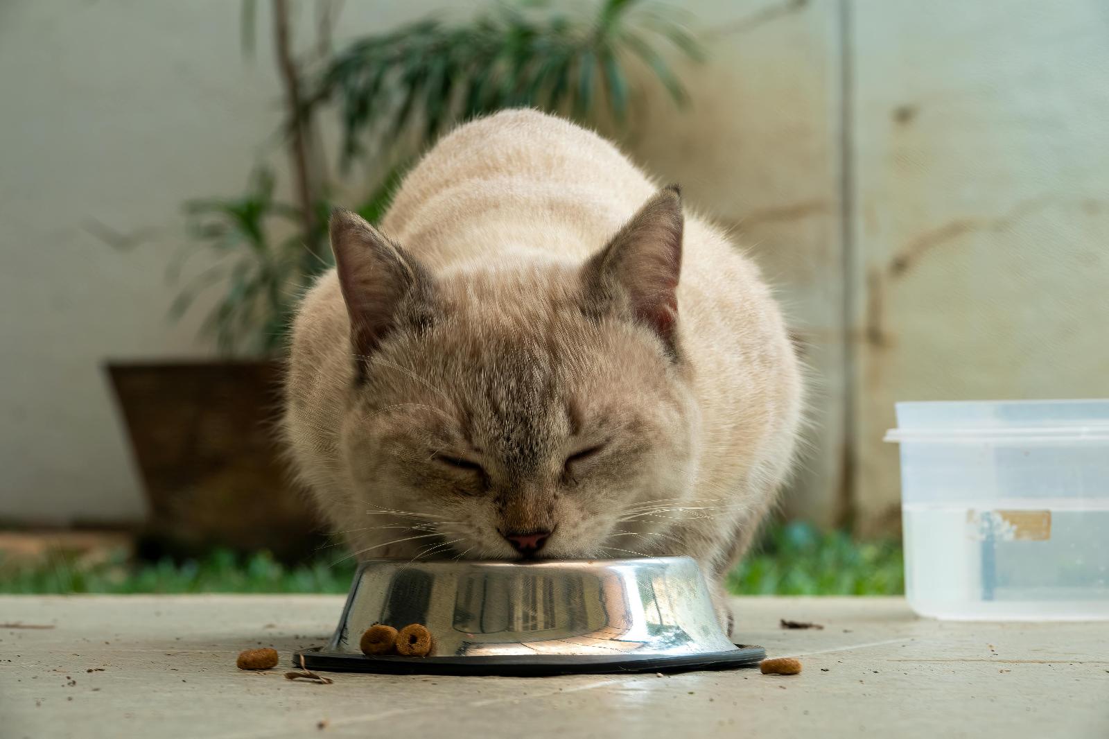 Lire la suite à propos de l’article Croquettes ou pâtées : quel type d’alimentation est le plus adapté pour votre chat ?