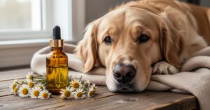 Lire la suite à propos de l’article Produits naturels pour chien : soulager les affections cutanées avec l&rsquo;huile ozonée